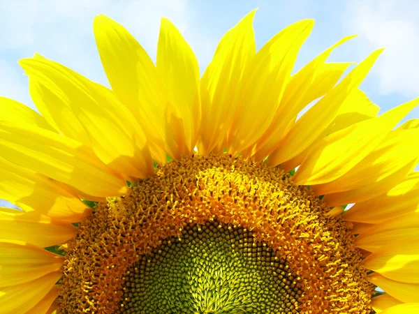 stock image Sunflower