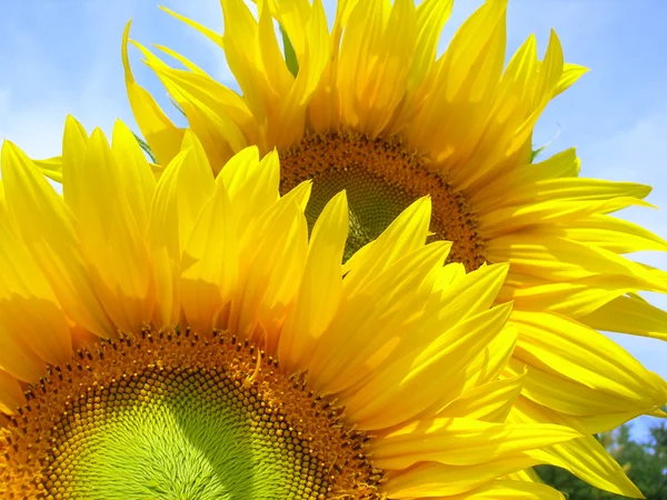 stock image Two sunflowers over blue sky