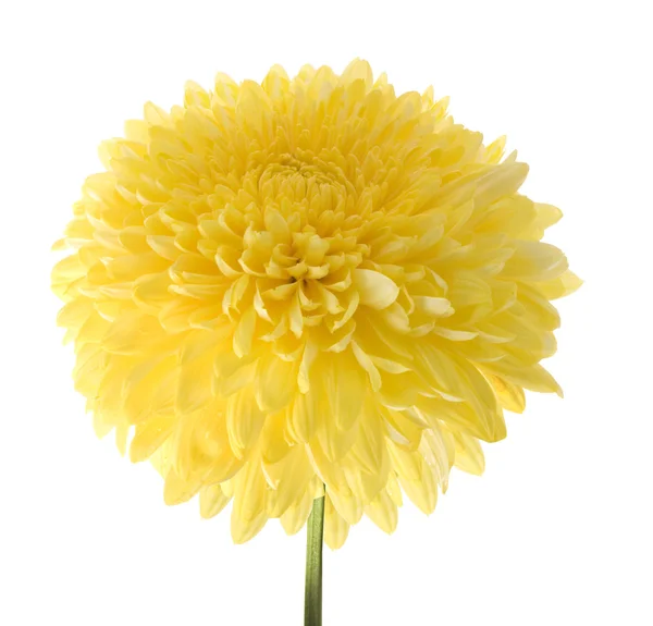 Yellow dahlia — Stock Photo, Image