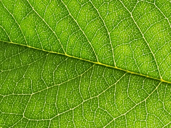 Struktur av gröna blad — Stockfoto
