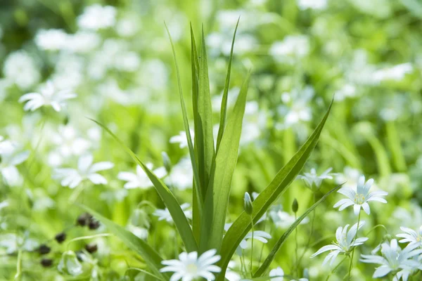 Трава і білі квіти — стокове фото