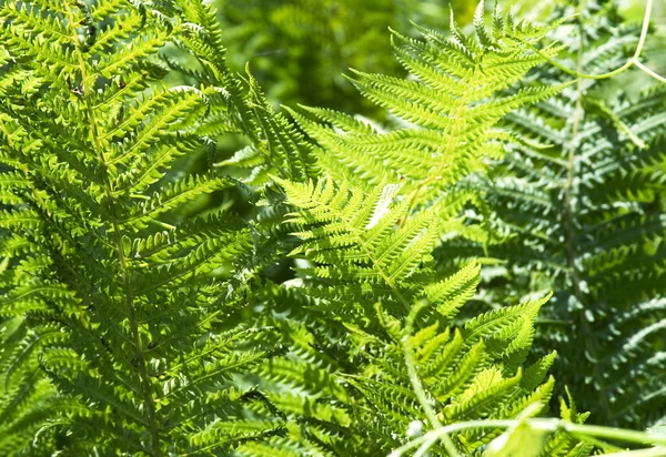 stock image Green fern background