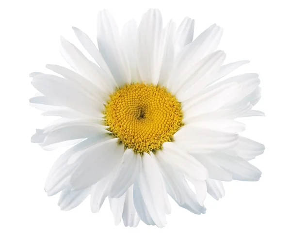 stock image White daisies