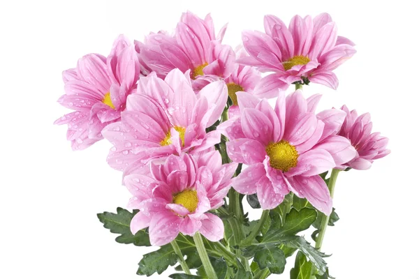 Buquê de flores rosa — Fotografia de Stock