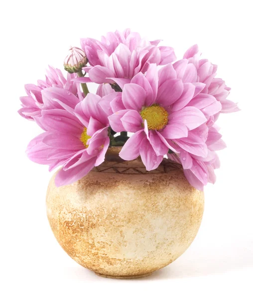 Roze bloemen in pot — Stockfoto