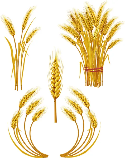 Wheat — Stock Vector
