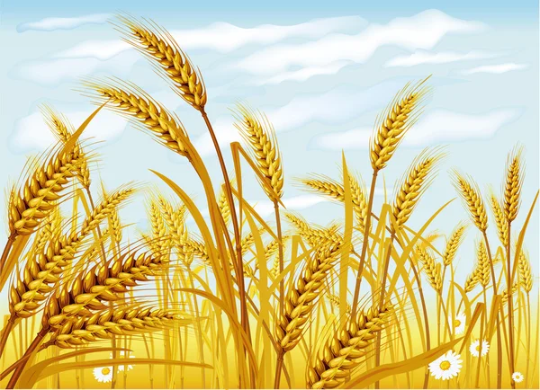 Weizen auf dem Feld — Stockvektor