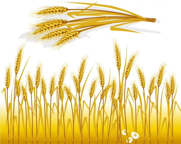 Trigo en el campo y espiga de trigo — Vector de stock