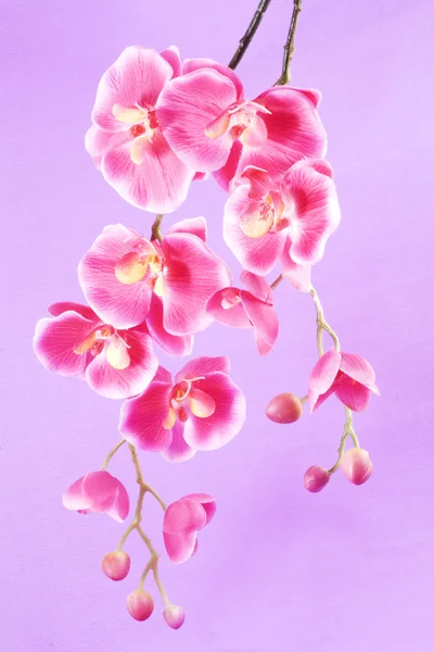 Orkide pembe bir arka plan üzerinde — Stok fotoğraf