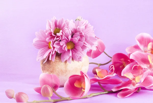 Orchid and flowers in terracotta pot — Stock Image Orchid and flowers in terracotta pot Stock Picture