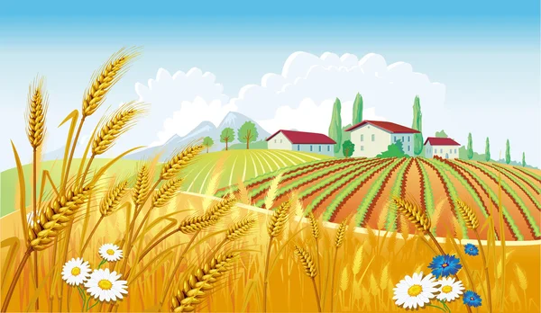 Сельский пейзаж с полями — стоковый вектор