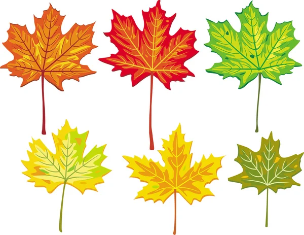 Colección de hojas de arce colorido — Vector de stock