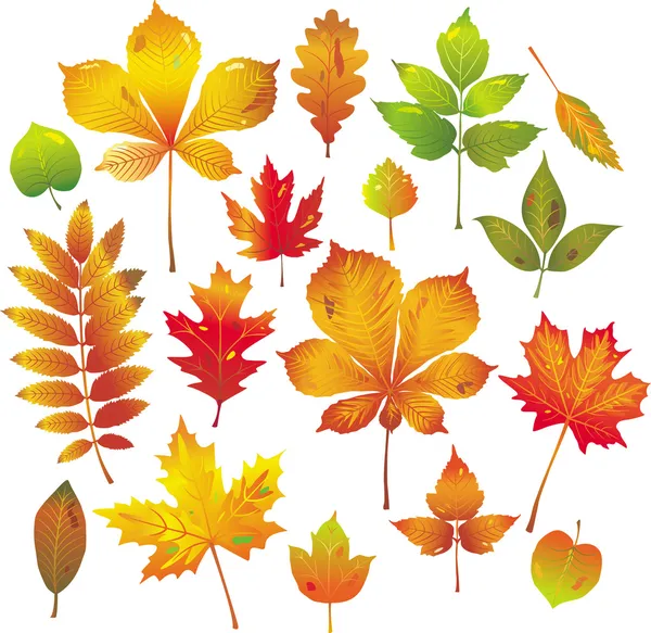 Colección colorida de hojas de otoño — Vector de stock