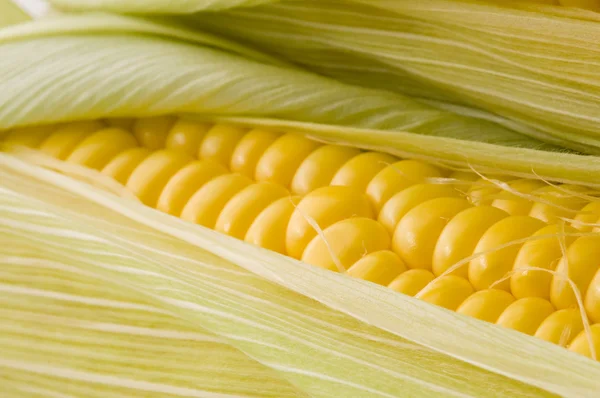 Кукурудза — стокове фото