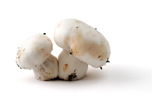 Ciuperci duble — Fotografie, imagine de stoc