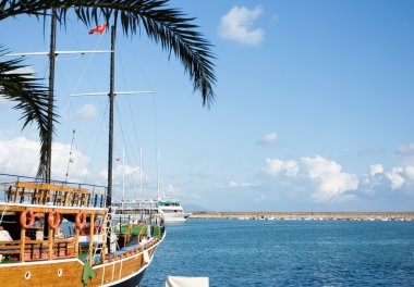 bir palmiye ağacının altında su tekne