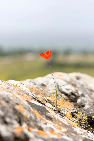 stock image Young poppy on a stone