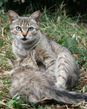 bir yavru kedi