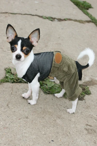 Cachorro en ropa — Foto de Stock