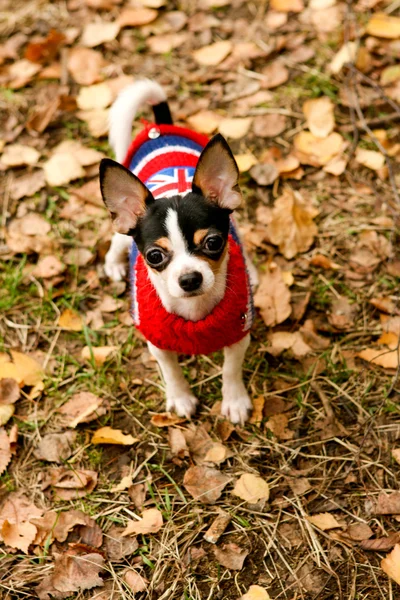 stock image The small doggie costs in leaves in wood