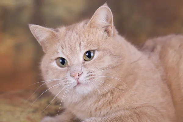 O olhar de gato de pêssego — Fotografia de Stock
