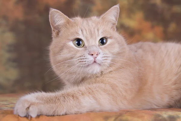 O olhar de gato de pêssego — Fotografia de Stock