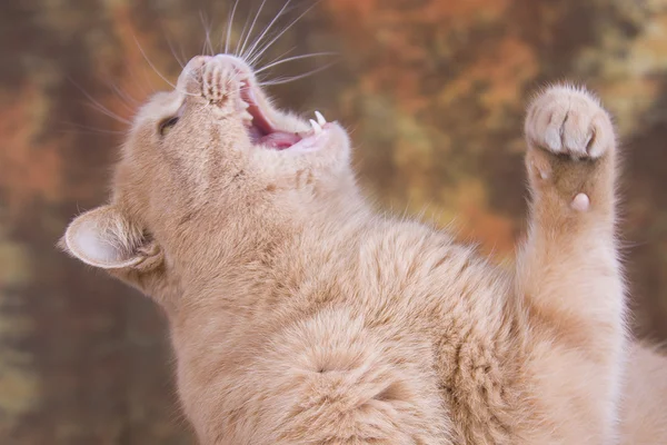 O gato de pêssego grita — Fotografia de Stock