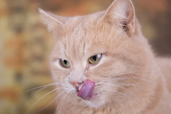 O gato vermelho lambe lábios — Fotografia de Stock
