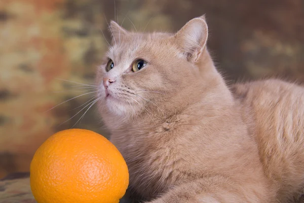 桃猫和一只橘子 免版税图库照片