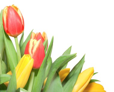 Tulips clipart