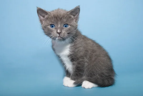 stock image Kitten on blue