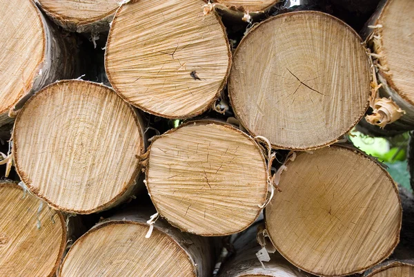 Birch fire wood — Stock Photo, Image