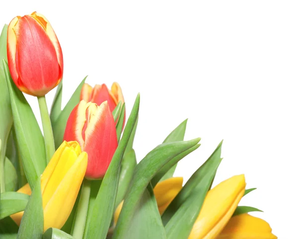 stock image Tulips