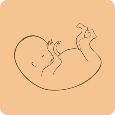 The embryo. clipart