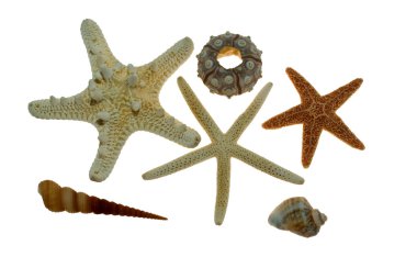 star-balık