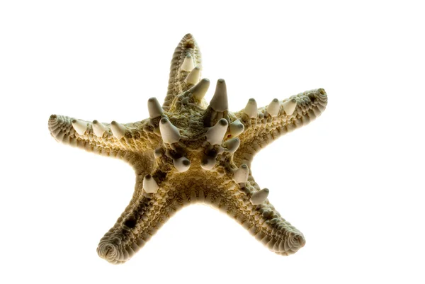 Star-fish — Stock Photo, Image