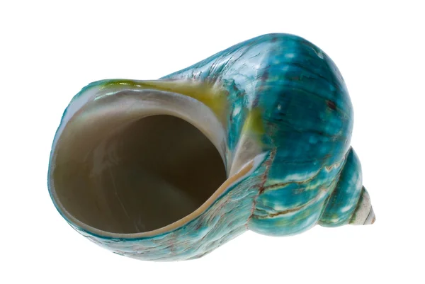 Snail; — Stock Photo, Image