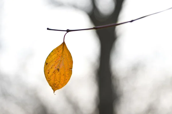 Last leaf on the tree. — Stock Photo, Image