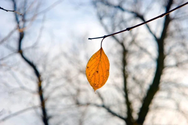 stock image Leaf