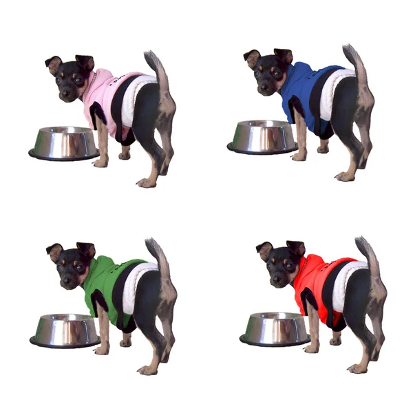 Chihuahua Puppy 4 Colors — Stock Photo, Image