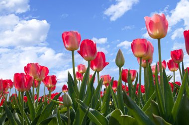 Spring flowers tulips in the blue sky clipart