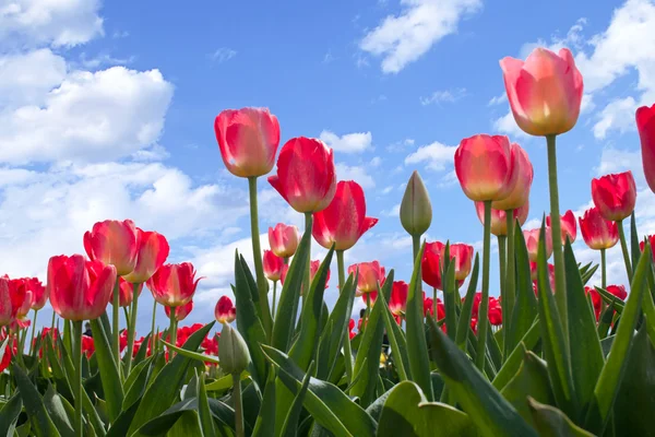 Lente bloemen tulpen in de blauwe hemel Stockfoto