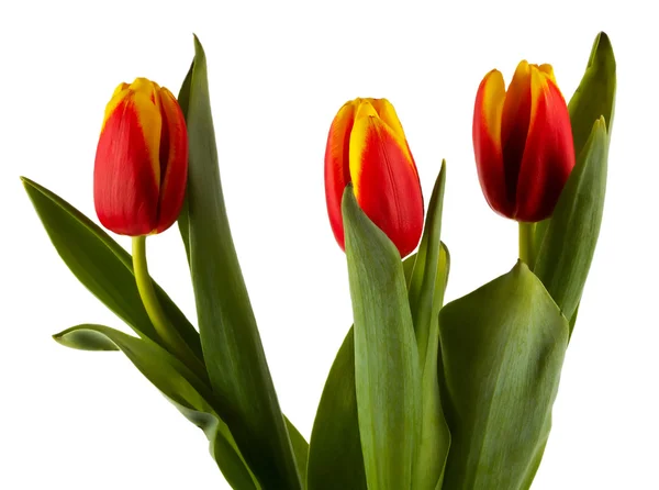 stock image Tulips