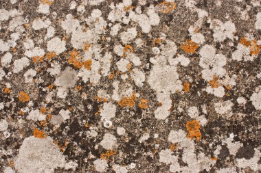 kirli grunge stonetexture