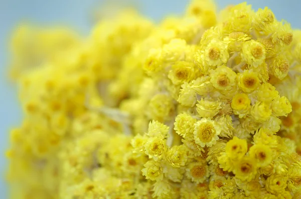 Żółte tło kwiatowy — Zdjęcie stockowe