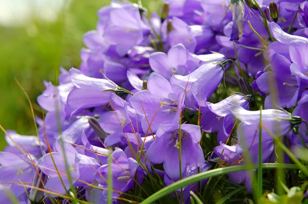 Kwiaty campanellis — Zdjęcie stockowe