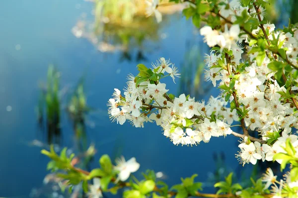 Våren blommande gren — Stockfoto