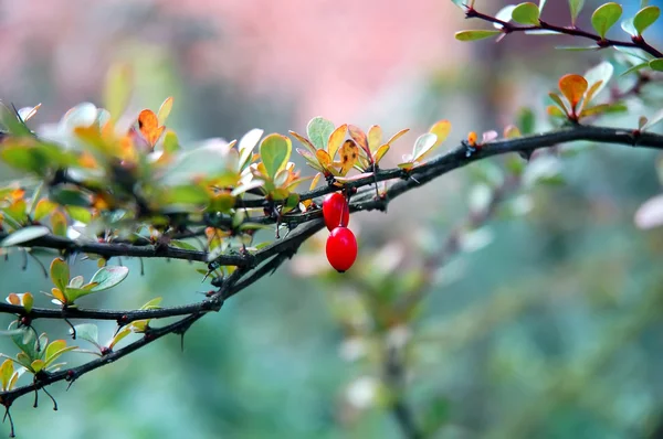 Branch of barberry — Stock Photo, Image