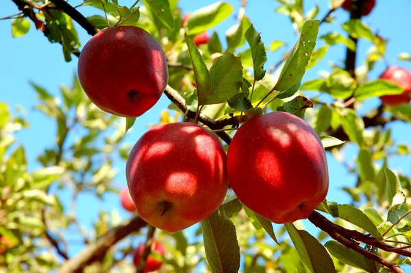 Branche aux pommes — Photo