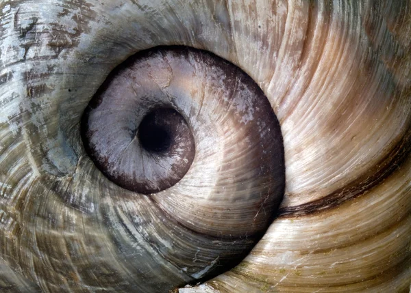 Rivier shell close-up — Stockfoto